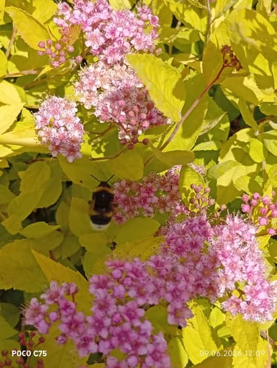 A bumblebee is perched on a branch of a Spiraea shrub with yellow-green leaves and clusters of small pink flowers. The bumblebee, with its characteristic black and yellow stripes and fuzzy body, is positioned in the lower left quadrant of the image. The flowers are delicate and appear to be in full bloom, with many tiny petals. The leaves of the shrub are bright and illuminated by sunlight, creating a vibrant contrast with the pink flowers and the bumblebee. The background consists of more foliage and flowers, suggesting a garden or natural setting. The bottom left corner of the image shows "POCO C75", and the bottom right corner displays the date and time "09.06.2026 12:09". The location is identified as Wilczyce, Poland.