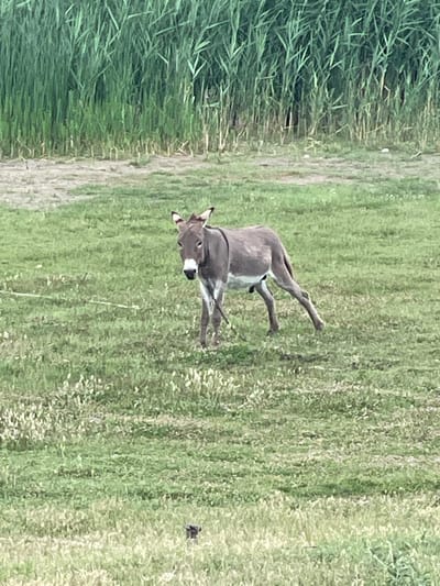 A medium shot captures a donkey standing in a grassy field. The donkey, facing the viewer, has a gray coat with white markings on its muzzle and chest. Its ears are pointed upwards. The background features tall, green reeds, and the ground is covered in grass with scattered small white flowers. A thin, white rope is visible, attached to the donkey's halter and extending out of frame to the left. The lighting suggests it is daytime. The image does not contain any recognizable landmarks to suggest its location in Manta, Moldova.