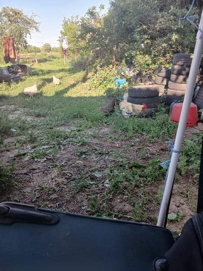 In Hlushky, Ukraine, a rural yard scene unfolds under a clear sky. In the foreground, a dark blue object, possibly part of a boat or container, dominates the bottom left. Beyond it, a dirt and grass-covered area is dotted with fallen leaves and small plants. To the left, a wheelbarrow holds some items, and laundry hangs on a line strung between poles. Two chickens are visible in the mid-ground; one is walking in the grass, and the other is standing near a larger rooster. The rooster, with a white body and black speckled feathers, stands prominently in the center-right. Behind the rooster, a stack of old tires is piled high. To the right of the tires, a red bucket is positioned. A white pole with blue rope tied to it stands vertically on the right side of the frame. Trees and bushes form a dense backdrop.