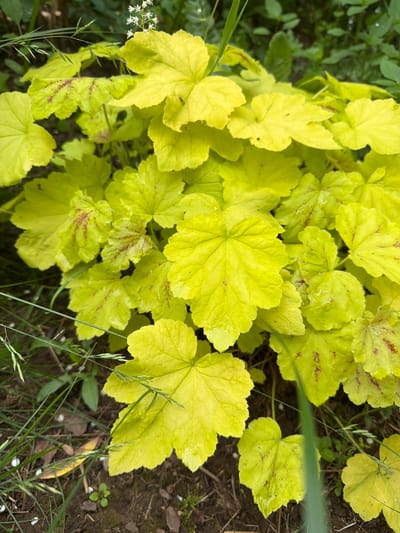 The image shows a close-up view of bright yellow-green foliage with some reddish-brown markings on the leaves. The leaves are lobed and appear to be from a Heuchera plant, also known as coral bells. The plant is growing outdoors in soil that is visible at the bottom of the frame, along with blades of grass and some scattered white petals. There are no people or animals visible in the image. The background consists of other green foliage. The location is Vaskelovo, Russia, suggesting an outdoor garden or natural setting.