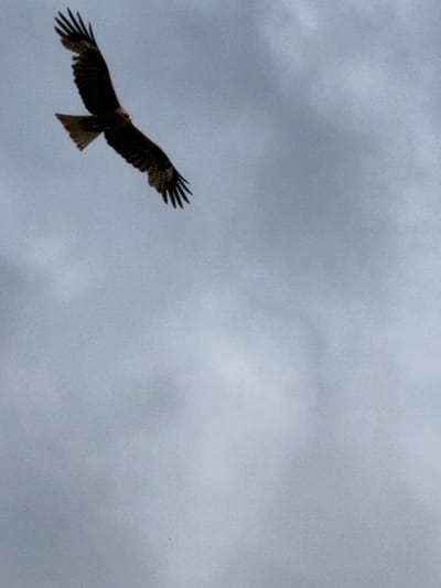 A dark bird with spread wings is captured mid-flight against a cloudy, overcast sky. The bird's feathers are dark brown to black, with some lighter brown markings visible on its wings and tail. Its wings are extended outwards and slightly downwards, with individual feathers clearly defined. The bird's head is visible, and it appears to be looking forward. The sky is a uniform gray, with subtle variations in cloud density, suggesting a somewhat overcast day. The image is taken from a low angle, looking up at the bird. There are no discernible urban elements or human presence in the frame, indicating the location is likely natural or open space, possibly T/B Seminskii Pereval, Russia, given the context of the query.