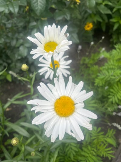 A close-up, vertical, outdoor shot features three white daisies with yellow centers. A small insect, possibly a bee, is perched on the petal of the top-left daisy. The daisies are surrounded by lush green foliage. The scene appears to be in a garden or park setting. No specific location in Vasylkiv, Ukraine is identifiable.