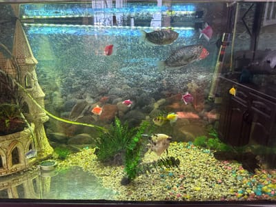 The image shows an indoor freshwater aquarium. The aquarium is lit from above, casting light through the water and illuminating numerous small, colorful pebbles at the bottom. Several fish of varying sizes and colors are visible swimming in the tank. These include two larger, striped fish near the top, and smaller, brightly colored fish such as red, pink, and yellow ones scattered throughout. There is also a larger, black and white spotted fish near the bottom. Decorations in the tank include a castle-like structure on the left, artificial green plants, and natural rocks. A thermometer is visible on the right side of the tank. The water appears to have bubbles, suggesting active aeration. The background is out of focus but appears to be an indoor setting.

Given the query asks for location in Fastovetskaya, Russia, and the image does not contain any verifiable information about its location, no information about Fastovetskaya, Russia can be provided.