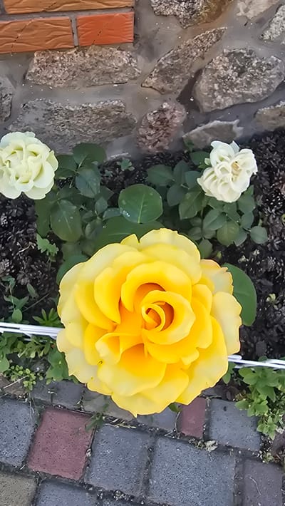 This media file captures a close-up view of a garden scene, likely outdoors. The primary subjects are several roses. A large, vibrant yellow rose dominates the right side of the frame, its petals unfurling in a classic spiral pattern. To the left, two smaller, pale cream or white roses are visible, one positioned above and to the left of the yellow rose, and another lower down and to the left.
The roses are set against a backdrop of dark soil, interspersed with green leaves and some ground cover vegetation. To the left of the roses, a textured stone wall serves as a border, with visible grout lines and varied sizes of stones. A mosaic of colorful rectangular tiles, appearing to be orange and brown, is also embedded in this wall section. To the right of the roses, a paved pathway made of interlocking grey and reddish-brown bricks is visible.
The lighting suggests it is daytime, with the bright yellow of the rose indicating a sunny or well-lit environment. There are no people visible, nor any specific activity other than the natural growth and display of the flowers. The scene evokes a sense of natural beauty and tranquility. The location context provided, Reshetylivka, Ukraine, places the scene within a specific geographical area known for its crafts and traditional arts, though no direct visual cues in the image specifically point to this. There is no visible text in the media file.