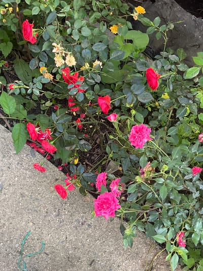 This image depicts an outdoor scene focusing on a dense planting of various miniature rose bushes. The foreground and middle ground are dominated by lush, dark green foliage from the rose plants, featuring characteristic serrated leaves and numerous thorny stems.
Several distinct colors of roses are present:
* **Vibrant Pink:** Numerous multi-petaled blooms in various stages of opening, from tight buds to fully open flowers, are clustered in the lower right and center-right portions of the image. One prominent, fully open bright pink rose is centrally located.
* **Bright Red:** Numerous smaller, less densely petaled red rose flowers and buds are visible throughout the upper left and middle-left areas, and some scattered among the pink roses. Some red petals are also seen fallen on the dark soil beneath.
* **Pale Yellow/Cream:** Several clusters of withered or fading pale yellow/cream-colored flowers are interspersed among the red and pink roses, predominantly in the upper-middle and upper-left sections, indicating older blooms.
The ground beneath the dense foliage is dark, exposed soil.
In the lower left quadrant, a light gray, coarse aggregate concrete surface, consistent with a sidewalk or pathway, abuts the plant bed. A piece of twisted bright green string or thin wire rests on this concrete surface.
In the upper right background, partially obscured by foliage, a large, dark, irregularly shaped object, possibly a rock or concrete rubble, is visible.
The scene is illuminated by natural daylight, suggesting it was captured during the day. No people or animals are present.
The specific geographic location in Kran, Bulgaria, as requested, cannot be determined solely from the visual information presented in the image itself.