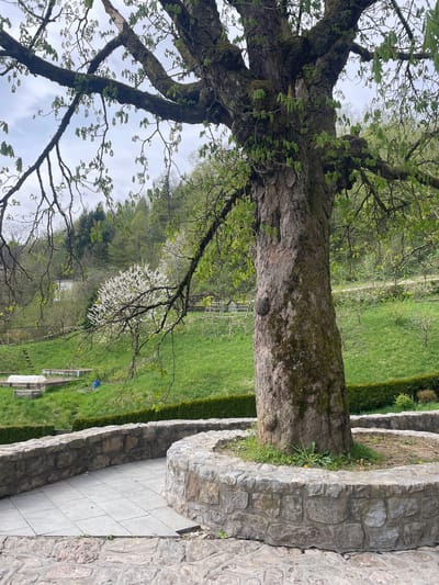 The image shows a tree with a thick, mossy trunk standing next to a stone wall in a grassy area. The tree has many branches, some with new leaves. In the background, there is a grassy field and other trees, including one with white blossoms. The scene is outdoors. While the information provided states that the location is in the city of Skofja Loka, Slovenia, there are no unique or identifying landmarks in the picture to confirm that it is indeed the case.