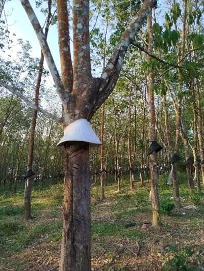This image depicts a rubber plantation in Đăk Xú, Vietnam. A large, mature rubber tree stands centrally in the foreground, exhibiting a multi-branched structure. A white, inverted conical collection cup is secured to its lower trunk, positioned below multiple diagonal incisions in the bark, characteristic of latex tapping. The tree's bark displays patches of light-colored lichen. Extending into the midground and background are numerous additional rubber trees, forming a dense, cultivated forest. Many of these trees are equipped with dark, inverted conical collection cups and clear or white plastic bags, positioned to collect latex from tapping cuts. The ground is uneven, covered with sparse green vegetation, dried leaves, and scattered organic debris. A clear, light blue sky is visible through the tree canopy. No individuals are present in the scene.