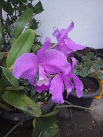 A close-up photograph depicts three vibrant purple orchid flowers in bloom, surrounded by green foliage, located in B. Nam Ngao, Laos. The prominent central orchid flower features deep purple petals and a white-to-darker purple labellum. Two additional purple orchid flowers are visible to the right, slightly out of focus. The plants' broad, green, elliptical leaves, some showing minor dark spots, are clustered around the blooms. The orchids and other smaller-leaved plants are housed in dark-colored plastic pots, positioned on a dull, damp, possibly concrete or tiled ground surface. A segment of a plain, light-colored wall forms the background, and a yellow object is partially visible on the far right. No individuals, actions, or interactions are discernible.