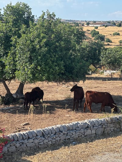 This is a vertical, outdoor, eye-level shot of a rural landscape in Ragusa, Italy, taken on a sunny day. In the foreground, a large, lush green tree dominates the left side of the frame. To the right of the tree, a rough stone wall runs diagonally from the lower right corner upwards, separating dry, golden grass from a dry, brown, patchy field.
Several dark brown goats are visible grazing in the field. There appear to be at least three adult goats and one or two younger ones. The goats are scattered throughout the mid-ground of the image, some closer to the stone wall, and others closer to the tree. Their presence suggests a natural, pastoral setting.
In the background, the landscape opens up to reveal a vast expanse of dry, cultivated fields, likely agricultural land, stretching towards rolling hills. A white building with a long roofline is visible in the far distance, possibly a farmhouse or other rural structure. The sky above is a clear, bright blue, indicating fair weather. The time of day appears to be late afternoon or early evening, given the long shadows cast by the trees and the warm, golden light illuminating the scene. There is no visible text in the image.
