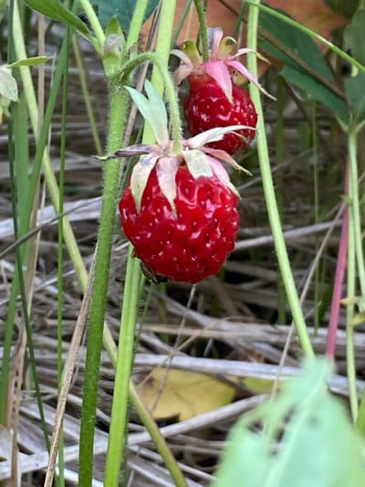 A close-up, eye-level shot captures two ripe strawberries hanging from their stems amidst dry grass and green stalks. The strawberries are bright red with visible seeds, and their calyces are a pale pinkish-green. The background is a blur of dry, light brown grass, suggesting a natural, outdoor environment, possibly a meadow or garden in a rural or semi-rural setting within or near the city of Vyshkov, Russia. The lighting is natural, casting soft shadows. There are no people or animals visible in the frame.