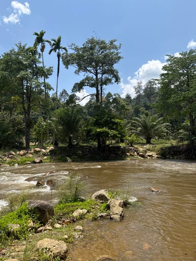 The scene is a river flowing through a lush, green environment, likely near Song Phraek, Thailand. The water is murky and flows rapidly. The riverbank is lined with rocks, vegetation, and trees of varying sizes and types, including palm trees. The sky is visible, with blue areas and scattered clouds. There are no people visible in the image.