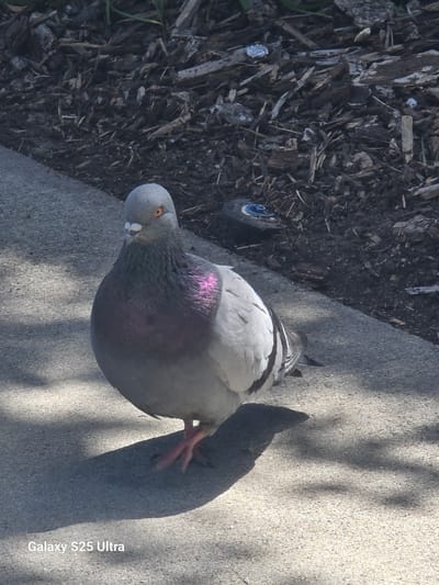 A pigeon stands on a concrete sidewalk in Spokane, United States, with its body angled slightly to the left and its head turned towards the camera. The pigeon is predominantly gray with iridescent purple and pink feathers on its neck and chest, and black markings on its wings. Its eyes are orange, and its beak is light gray. The pigeon's pink feet are visible, and it casts a shadow on the sidewalk. Behind the pigeon, the ground is covered in dark brown mulch with various pieces of wood and debris. A circular object with blue and black coloring is visible in the mulch to the right of the pigeon. Sunlight filters through unseen foliage, creating dappled shadows on the sidewalk. The image is watermarked "Galaxy S25 Ultra" in the bottom left corner.