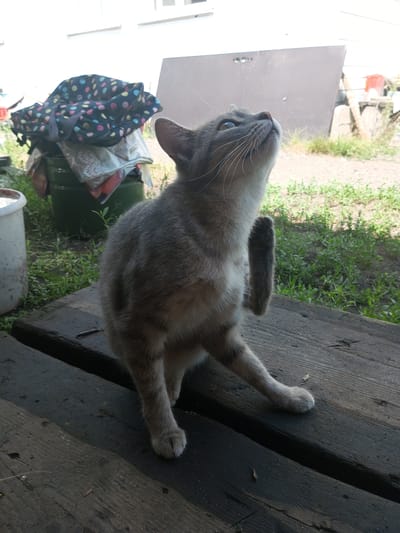 A tabby cat is captured mid-scratch on a weathered wooden surface. The cat is gray with darker tabby markings, its left hind leg raised and extended towards its face, while its right foreleg is also lifted. The cat is looking upwards and to the right. The background shows a green barrel topped with a patterned bag and some fabric, suggesting an outdoor, possibly rural setting. Further back, a large, light-colored reflective surface leans against a wall, and beyond that, overgrown grass and vegetation are visible. The overall scene is likely a yard or outdoor area in Zavyalovo, Russia.