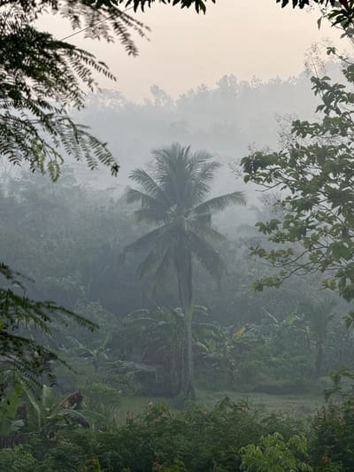 The image captures a misty, serene view of a tropical landscape in Kalirancang, Indonesia. In the foreground, the branches of trees with dark green leaves frame the scene, some with delicate, thin leaves casting shadows. A prominent coconut palm tree stands centrally in the mid-ground, its fronds appearing lush and green despite the pervasive mist. Surrounding the palm are dense clusters of banana trees with their large, broad leaves, interspersed with other verdant foliage. The background reveals a gently sloping hillside covered in a thick, hazy mist, obscuring details of further trees and vegetation. The overall atmosphere is tranquil and slightly ethereal, with the mist softening the colors and reducing the visibility of distant elements. No people or animals are visible in the image, and there are no apparent actions or interactions taking place. The environment suggests a natural, rural setting with abundant plant life, typical of the Indonesian tropics.