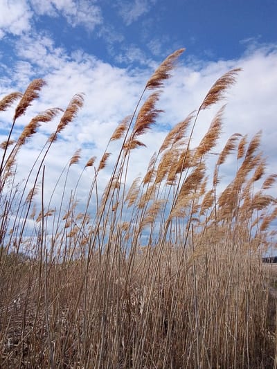 A low-angle shot shows a dense field of tall, dry reeds swaying in the wind against a backdrop of a partly cloudy blue sky. The reeds are primarily brown and beige, with feathery plumes at their tops. The sky is a mix of bright blue and puffy white clouds. A vague landscape stretches out behind the reeds, with what appears to be a treeline faintly visible in the distance. The location is Дерезовка, Russia.