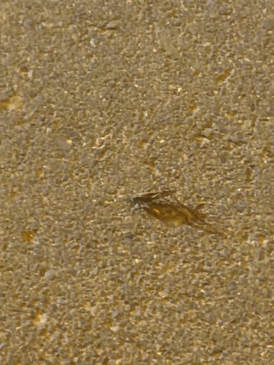 The image shows a close-up view of sand with a small, light-colored object, possibly an insect or a piece of debris, lying on its surface. The sand appears wet and granular, with varying shades of brown and beige. The object in question is elongated and has a textured surface. The background consists of more sand, suggesting the image was taken outdoors in a sandy environment. No people, animals, or specific landmarks are visible. The scene is devoid of any discernable context related to the city of Қосшағыл ауылдық округі, Kazakhstan, or any other specific location.