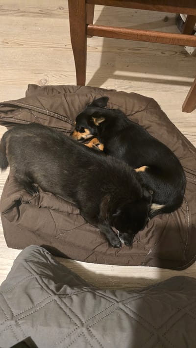 In an indoor setting in Rudnik, Bulgaria, two domestic canines are resting on a brown quilted blanket. The dog positioned on the left is entirely black, of medium size, lying with its body extended horizontally across the blanket and its head facing towards the lower right. White fur is visible around its muzzle. To its right, a smaller dog with black fur and tan markings on its face, chest, and hindquarter is curled into a compact position, resting its head near the back of the larger dog. Both animals appear to be sleeping or in a state of deep rest, occupying a shared space on the blanket. The blanket, featuring a quilted pattern, exhibits minor debris on its surface. Below the blanket, light-toned wooden floorboards are visible. In the upper portion of the image, two dark brown wooden furniture legs, likely from a chair, are visible on the wooden floor, casting shadows. A dark gray quilted fabric object partially occupies the foreground at the bottom of the frame. No human subjects are present.