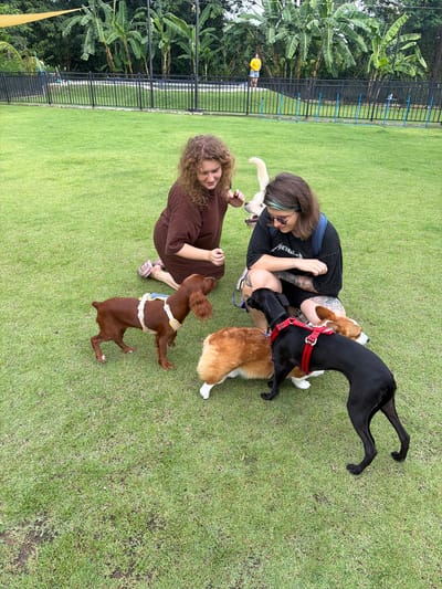 Two women and four dogs are on a grassy field in Tha Sala, Thailand. The woman on the left is kneeling and petting a brown dog with floppy ears. The woman on the right is also kneeling and wearing a black t-shirt and shorts. She is interacting with a black dog and a corgi. Another corgi is also present, along with a white dog in the background. The field is surrounded by a black fence, and banana trees are visible behind the fence. The ground is covered in green grass, with some areas of darker soil. The sky is overcast.