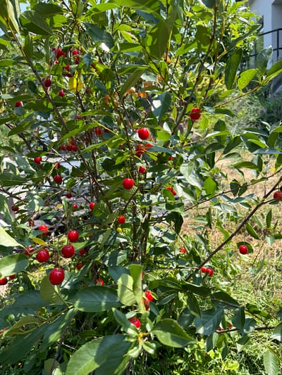 The image shows a close-up view of a cherry tree bearing ripe red cherries. The tree is laden with fruit and green leaves, with some branches extending into the foreground. The background is slightly blurred, showing more greenery and hints of a building and a fence, suggesting a residential or garden setting. The lighting indicates it is daytime, likely outdoors in a temperate climate. The cherries are bright red and appear to be attached to thin stems, typical of cherries on a branch. The overall scene is one of natural abundance and ripeness, with the focus sharply on the fruit and foliage.