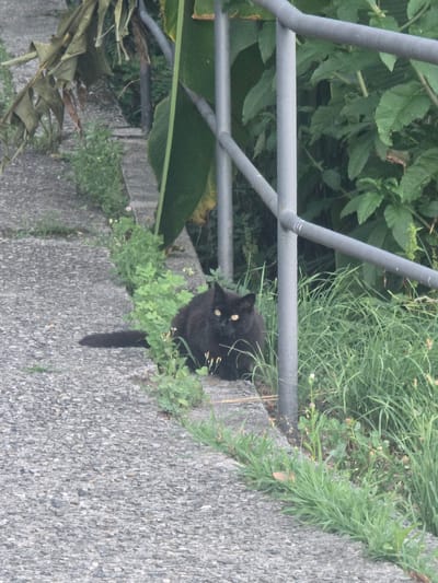This is a vertical, eye-level, medium-shot photograph of a black cat sitting on a stone pathway next to a metal railing. The cat is facing the camera with its head tilted slightly. It has bright yellow eyes and a black tail. The cat is surrounded by lush green foliage and grass. In the background, there are more green leaves and blades of grass, along with a section of the grey metal railing. The pathway appears to be made of gravel and concrete. The lighting suggests it is daytime, possibly overcast, as there are no strong shadows. The overall scene is natural and serene, with the cat appearing alert and curious. There is no visible text in the image. The location context is Orselina, Switzerland.