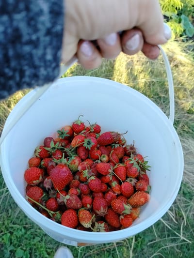 The image shows a white bucket overflowing with ripe, red strawberries. A person's hand, wearing a dark, fuzzy sweater, is holding the bucket by its white handle. The background is a natural outdoor setting with green grass and some dry vegetation, suggesting a field or garden. The lighting appears to be natural daylight, likely in the late afternoon or early evening, given the warm tones and soft shadows. The overall mood is one of harvest and abundance. No visible text is present. The location context of Вазерки, Russia is also provided.
