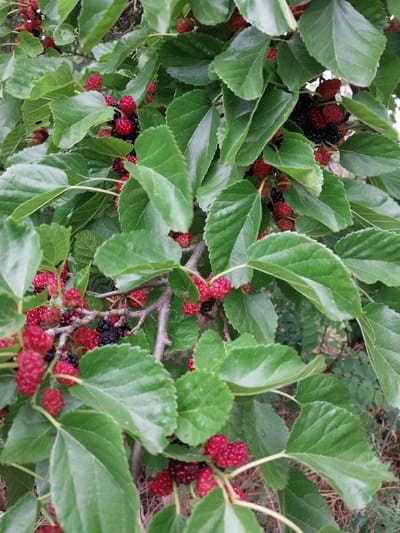 A close-up, vertical shot shows a branch of a mulberry tree laden with ripe red and black mulberries, interspersed with numerous vibrant green leaves. The mulberries appear as clusters of small, bumpy fruits, with some showing a deep black hue and others a bright red. The leaves are broad and have serrated edges, filling most of the frame and creating a dense canopy. The background is blurred, suggesting a natural outdoor environment, likely a garden or park. The image appears to have been taken in Liubymivka, Ukraine, where such trees are common.