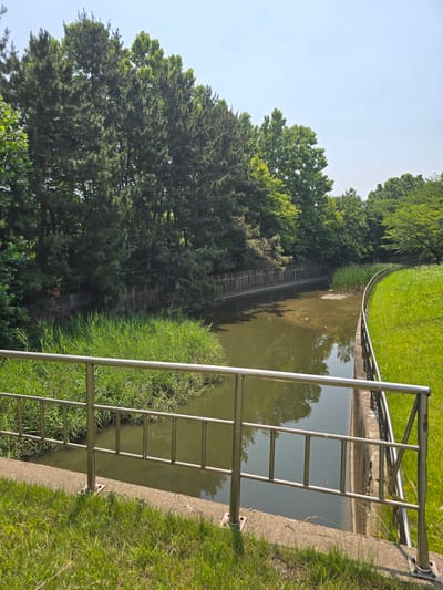 A scenic view of a canal bordered by trees and a grassy embankment, captured on a sunny day. The canal, with its greenish water, is lined on one side by a concrete wall and on the other by a sloping grassy area. A silver metal railing runs along the edge of the grassy area, separating it from the canal. Lush green reeds grow along the water's edge in some sections. A dense line of trees, including pine trees, forms a backdrop behind the canal, with lighter green foliage from deciduous trees interspersed. The sky is a clear, pale blue. The scene appears to be in a park or a natural setting within the city of Pyeongtaek-si, South Korea. No people or animals are visible in the image.