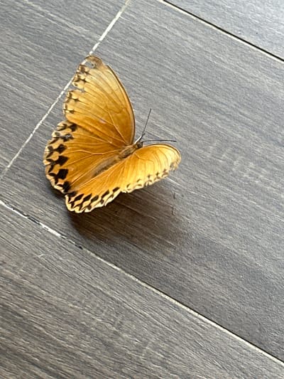 A single butterfly with tattered, predominantly yellow wings marked with black spots sits on a grey wooden floor with lines running horizontally. The location is indeterminate, and the description doesn't indicate this image was taken in Tả Van, Vietnam. There are no people, objects, or actions evident other than the presence of the butterfly on the floor.