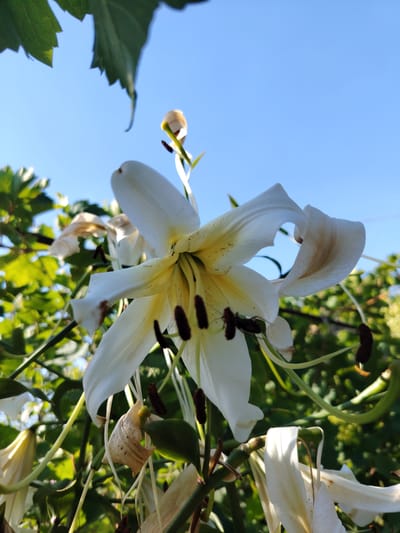An extreme close-up, low-angle shot captures a white lily in bloom, its petals curving outward against a clear blue sky. The stamen of the lily are a deep brown, and the center of the flower has a yellow hue. Green leaves and stems are visible in the background, some blurred and out of focus. The scene appears to be in an outdoor garden setting, likely in the city of Tavaksay, Uzbekistan, given the context. There are no people or animals present in the image. The lighting suggests it is daytime, with sunlight illuminating the flower. Some of the petals show signs of browning and wilting, indicating the flower may be past its peak bloom.