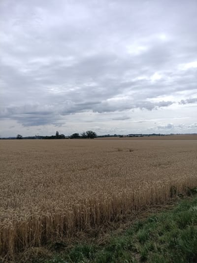 The image depicts a vast, golden field of ripe wheat under a cloudy sky. The wheat stalks stand tall, their heads a rich brown, creating a textured expanse that dominates the lower two-thirds of the frame. A thin strip of green grass and some dry stalks runs along the bottom right edge of the field. In the distance, a treeline stretches across the horizon, interspersed with a few man-made structures, including what appear to be industrial silos or grain elevators, and possibly some power lines and pylons. The sky is filled with an array of grey clouds, ranging from light and wispy to darker, more substantial formations, suggesting an overcast or approaching stormy weather. The overall mood is one of rural tranquility, with a hint of the changing seasons suggested by the ripe wheat. The lighting is diffused, indicating it is likely daytime, possibly late afternoon or early morning before the sun fully breaks through, or a generally overcast day. The location is identified as Dřevčice, Czechia. No people or explicit events are visible; the image focuses on the natural landscape and the agricultural setting.