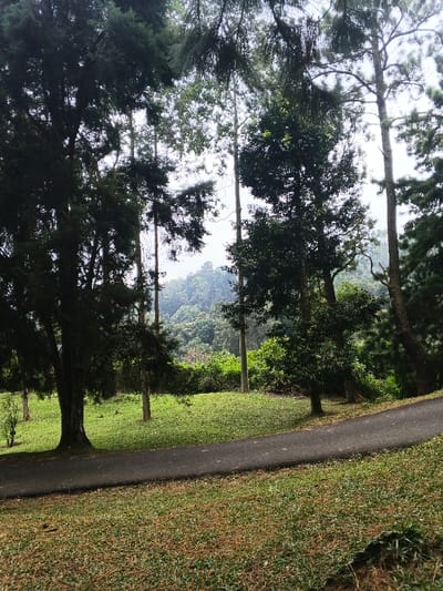 A narrow asphalt path winds through a green landscape dotted with trees. Tall, slender trees rise on either side, some with dense, dark green foliage, others with lighter, sparser branches. In the distance, a hazy mountain range can be seen, covered in lush greenery. The scene evokes a sense of tranquility and natural beauty.