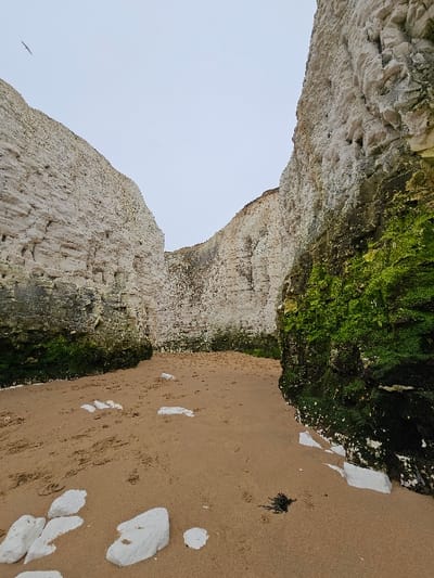 The image displays a natural coastal inlet within the city of Thanet, United Kingdom. Tall, white chalk cliffs dominate the scene, forming a narrow passage that recedes into the background under an overcast, light grey sky.
The left cliff face is predominantly light grey and white, exhibiting visible horizontal strata and textured erosion patterns. The right cliff wall is similarly composed of chalk, with a substantial band of vibrant green moss or algae growth covering its lower and mid-sections. A smaller, receding cliff face connects the two main structures in the background.
The foreground and midground are covered by light brown sand. Numerous human footprints are discernible in the sand, tracking from the lower foreground towards the mid-distance. Several irregular white chalk fragments are scattered on the sand, particularly in the lower left. A small clump of dark seaweed or marine debris is present on the sand in the lower right.
A single dark-winged bird is in flight in the upper left portion of the sky. No individuals are visible.