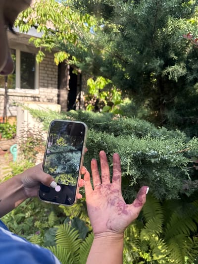 The media file shows a close-up view of a person's hands in an outdoor setting. The person's left hand is holding a smartphone, angled to capture an image of lush green foliage, likely from a juniper tree which has small bluish berries visible. The smartphone screen displays a reflection of the same green foliage. The person's right hand, with stained purple fingers and palm, is extended towards the camera, displaying the color transfer from handling the berries or sap. A silver ring is visible on the right ring finger.
The background consists of dense green foliage, including ferns, and hints of a brick building with windows, suggesting a residential or garden area. The lighting indicates it is daytime, with sunlight filtering through the leaves, creating dappled light. The overall impression is one of someone interacting with nature, possibly gathering or examining berries, and documenting their experience with their phone. The purple staining on the hand suggests the berries are ripe and may be a type that stains, such as blueberries or certain juniper berries. The setting in Balivka, Ukraine, provides a geographical context for the observed flora.