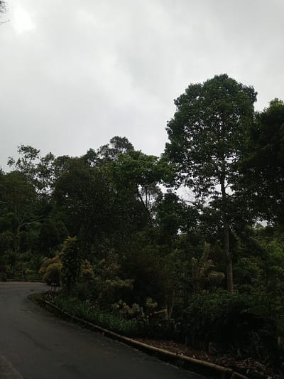 The image displays an outdoor scene in Ambakirano, Madagascar, under an overcast sky. A dark gray asphalt road curves from the lower-left foreground toward the center-right. Along the right edge of the road, a low barrier constructed from horizontal, dark brown logs or timbers separates the pavement from dense vegetation. The middle ground and background are dominated by a lush, multi-layered forest of varying green trees and thick undergrowth. No individuals, animals, vehicles, or artificial structures are visible within the frame. The lighting is soft and diffuse.