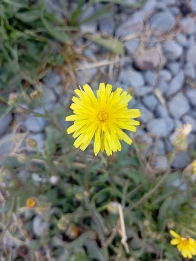 A single, bright yellow dandelion flower is in sharp focus at the center of the image. Its petals radiate outwards from a central disc. The background is blurred, showing a mix of green foliage, dry grasses, and small, grey pebbles. The setting appears to be an outdoor natural environment, possibly a roadside or unkempt garden area. The image was captured in the city of Ararat, Armenia.