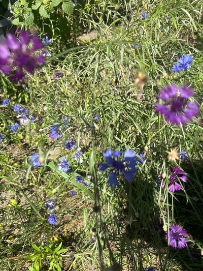The image shows a close-up of a field of wild flowers, predominantly cornflowers (Centaurea cyanus) in various shades of blue and purple, interspersed with green grass and other foliage. The flowers are in bloom, with some petals appearing delicate and feathery. The lighting suggests a sunny day, casting shadows and highlighting the textures of the plants. Some of the flowers are in sharp focus, while others are blurred, creating a sense of depth. The ground beneath the flowers is visible in places, appearing as sandy or earthy soil. The overall scene depicts a natural, untamed environment within the Цярэшкавіцкі сельскі Савет, Belarus, likely a rural or semi-rural area given the presence of wild flora. There are no people or animals visible in the image.