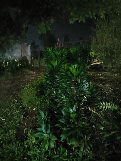 The image depicts an outdoor garden or overgrown yard at night in the City of Tarqumiyah, Palestinian Territory. An artificial light source, unseen in the frame, illuminates the foreground and mid-ground vegetation, creating highlights on the wet-looking foliage. In the immediate foreground, dense green grass and various low-lying plants cover the ground. A prominent, vertical cluster of broad-leafed green plants with some reddish-pink stems or flowering structures occupies the central mid-ground. To the left, an unpaved dirt path curves towards a dark metal gate. Adjacent to the path, on the left, are plants bearing distinct white flowers. Beyond the gate, a light-colored wall or structure is faintly visible against the dark, indistinct background of trees and a cloudy night sky. A fern-like plant is discernible on the right side of the mid-ground. No individuals, animals, or active interactions are present.