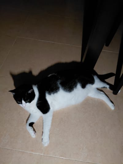 A black and white cat is lying on a tiled floor. The cat is lying on its side with its legs extended. The cat's head is turned to the left and its eyes are open. The cat's body is mostly white with black patches. The cat's tail is black and white. There is a shadow of the cat on the floor to the left of the cat. There are also shadows of table legs in the background. The floor is tiled with light brown tiles. The scene appears to be indoors, possibly in a home. There is no information to indicate the location in Altea, Spain.