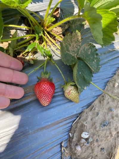 A high-angle, close-up photograph depicts an outdoor agricultural scene in Belo Pole, Bulgaria, focusing on a strawberry plant. A light-skinned human hand, with fingers and part of the palm visible on the left, is positioned near a ripe strawberry. The ripe strawberry, predominantly red with visible achenes (seeds) and a green calyx, is attached to a thin green stem. To its right, an unripe, pale green and yellowish strawberry, also with visible achenes and a green calyx, hangs from another stem. Both strawberries originate from a central strawberry plant, characterized by green leaves and stems, some of which appear dusty. The ground beneath the plant and fruits is largely covered by a dark, possibly blue or black, plastic mulch sheet, which exhibits minor creases and surface dust. To the lower right, the plastic terminates, revealing a patch of dry, light brown soil containing several small, irregular stones and fragments of dried plant matter. Sunlight illuminates the scene, casting shadows, indicating an outdoor, daytime setting.