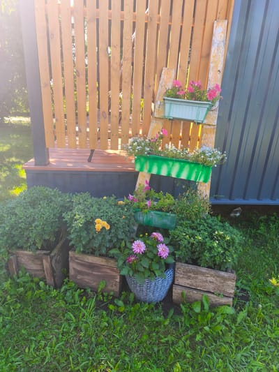 This image depicts a sunlit outdoor scene, likely a garden or yard, in Nevinnomyssk, Russia. In the foreground, lush green grass is interspersed with various plants and flowers. Several wooden crates are used as planters for bushy green foliage and some yellow and pink chrysanthemums. A light blue woven basket holds more pink chrysanthemums. Behind the crates, a weathered wooden ladder is propped against a vertical wooden fence. The ladder holds two green flower planters: the top one contains pink flowers and the lower one contains a mix of green foliage and small white flowers. To the right of the fence, a section of dark green corrugated metal siding is visible. The overall impression is a decorative outdoor space with a focus on plants and rustic elements.