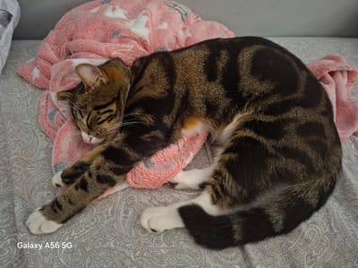 A tabby cat sleeps on a pink fluffy blanket patterned with white stars. The cat is curled up, with its front paws extended and its eyes closed. The blanket is draped over a bed with grey patterned sheets. The scene is indoors, likely in a bedroom. There is no indication of the location within Greater London.