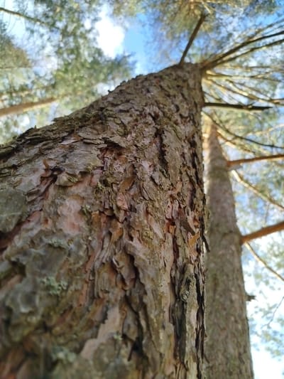 The image shows a low-angle view looking up the trunk of a tree. The bark is rough and textured, with visible cracks and crevices. Patches of what appears to be moss are present on the bark. Other tree trunks are visible in the background, with branches and foliage extending towards the sky. Patches of blue sky are visible through the branches. The location is stated to be in Заречье, Russia.