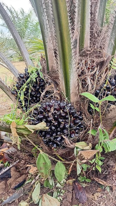 The image is a close-up, eye-level view of a mature oil palm tree in Kilometer Delapan, Indonesia. The trunk of the tree is prominent, with vertical, fibrous sections. Several large bunches of dark purple-black oil palm fruits are clustered around the base of the trunk, some partially obscured by fronds and dried plant matter. Green leaves and vines are growing amongst the fruit bunches and around the base of the tree. The ground is covered in dry leaves, twigs, and soil, with some larger pieces of decaying wood. In the background, more oil palm trees and their fronds are visible, suggesting an oil palm plantation. The sky is overcast and light.