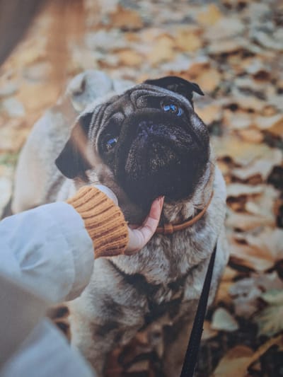 A close-up, overhead shot shows a person's hand gently stroking the face of a fawn-colored pug. The pug's eyes are bright blue and it is looking directly at the camera. The dog has a black muzzle and is wearing a brown collar. The background is a blur of autumn leaves, suggesting an outdoor setting. The person's arm is covered by a light-colored jacket, and their hand is wearing an orange knitted sleeve. The scene appears to be in an urban park or street, possibly in the city of Novo-Bureysk, Russia, given the autumn foliage.
