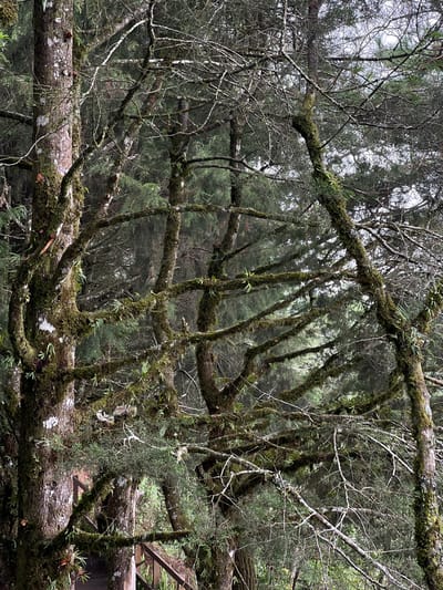 The image shows a dense, moist forest scene in what appears to be a mountainous region near Santa Tecla, El Salvador. The foreground features a large, fallen tree trunk covered in moss and small epiphytes. Branches of the tree, also laden with moss, extend downwards towards the forest floor, partially obscuring the background. The background consists of a thick growth of coniferous or needle-bearing trees and shrubs, typical of a cloud forest environment. Bare, thin branches of other trees interweave throughout the scene, adding to the sense of depth and complexity. A man-made structure, possibly a wooden platform or section of a boardwalk, is slightly visible through the branches on the right side of the frame. The overall lighting suggests an overcast or rainy day.