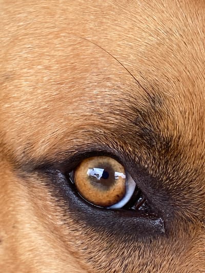 A close-up macro photograph captures a segment of a dog's face, focusing on its eye. The iris is a striking amber color with a darker brown pupil at its center, reflecting light from a source that shows a distorted image of a person and possibly a building. The surrounding area is covered in short, coarse fur that transitions in color from a lighter tan to a darker reddish-brown. Black fur is visible around the eye, forming a dense fringe that suggests eyelashes or thicker hair growth. A single dark hair, longer than the surrounding fur, is visible running diagonally across the upper portion of the image. The skin around the eye appears slightly moist, with a glint of moisture visible in the lower corner of the eye. The image is cropped tightly, excluding any background or context that would place it within Zeneta, Spain, or any other specific location.