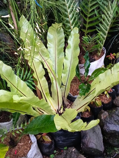 This image depicts an outdoor plant arrangement in the city of Pea Reang District, Cambodia. The central subject is a large Bird's Nest Fern (Asplenium nidus) characterized by its broad, light green, slightly corrugated leaves radiating from a dark central rosette. The prominent midribs of these leaves are dark reddish-brown. The fern is planted in a black plastic bag or pot.

To the upper left, a plant with numerous slender, green, branched stems displays multiple small, elongated white flowers. Behind and to the upper right of the central fern, several other plants, including ferns with pinnate fronds, are visible in white woven sacks and other dark containers. Smaller plants of varying species, some exhibiting reddish foliage, are positioned in numerous black plastic bags around the base of the central fern and towards the lower right. These plants are rooted in a reddish-brown soil or substrate. The ground level surrounding the potted plants consists of dark soil and multiple irregularly shaped dark grey rocks, concentrated along the right side of the frame. No human figures or animals are present in the scene.