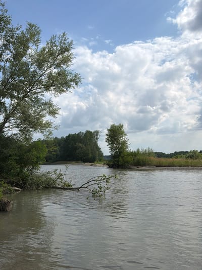 The image depicts a wide, calm river with murky, gray water. On the left bank, dense green foliage and trees overhang the water, with a fallen branch visible in the river. The right bank is lined with trees and vegetation, appearing drier in some areas. In the distance, a treeline forms the horizon under a sky with scattered white and gray clouds. The scene suggests a natural, undeveloped riverside environment. There are no people or animals visible. The location is not specified within the image itself.