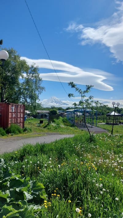 The image depicts a rural landscape with a prominent snow-capped volcano in the background, visible through a gap in the trees and buildings. The foreground is dominated by a grassy area with numerous dandelions in bloom and a large, leafy plant. A paved pathway runs through the grass. To the left, a red shipping container is partially visible. In the midground, there are several small buildings, a wooden fence, a greenhouse, and a children's playground structure with blue framing and yellow equipment. A gazebo with a hexagonal roof is situated to the right of the playground. A single tree with green leaves stands in front of the playground. Overhead, a blue sky is dotted with white, lenticular clouds, and a power line stretches across the frame. The scene appears to be set in or near the city of Zelyony, Russia, given the presence of the volcano and the implied rural setting.