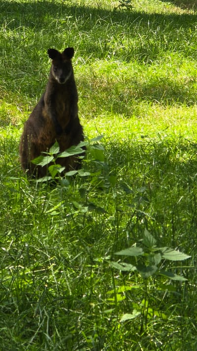 The media file shows a wallaby with dark fur, a lighter muzzle, and prominent ears, partially obscured by lush green grass and foliage. The wallaby appears to be looking towards the viewer with a calm expression. The scene is outdoors, with strong sunlight casting shadows across the grass, suggesting it is daytime, likely late morning or early afternoon due to the bright illumination. The vegetation is dense and varied, with some taller plants interspersed with shorter grass. The overall impression is of a natural, possibly a park or wildlife enclosure, setting. Given the location context of Arnhem, Netherlands, this could be a display at Burgers' Zoo. There is no visible text in the media file.